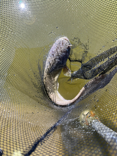 ナマズの釣果