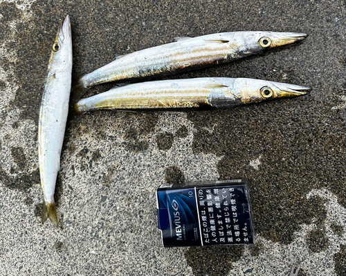 カマスの釣果