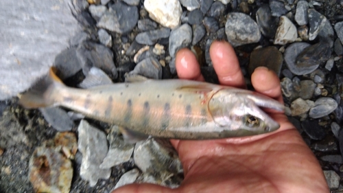 アマゴの釣果