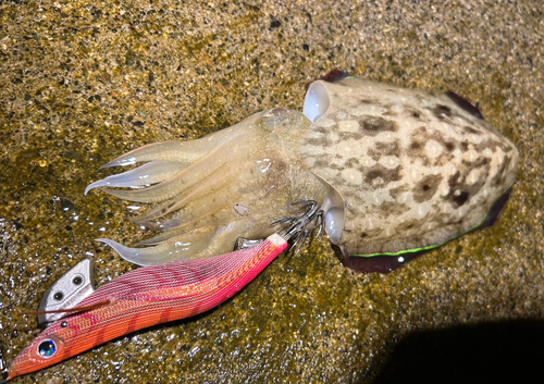 コウイカの釣果