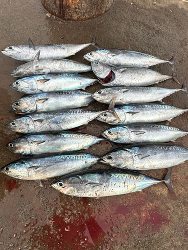 ソウダガツオの釣果