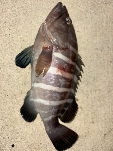 マハタの釣果