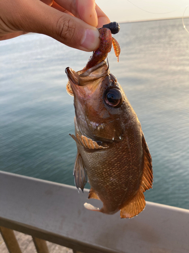 メバルの釣果