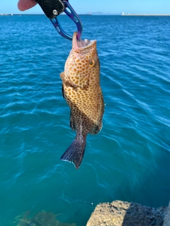 オオモンハタの釣果