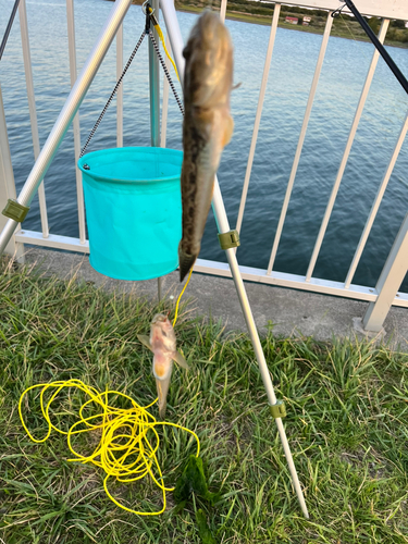 ハゼの釣果