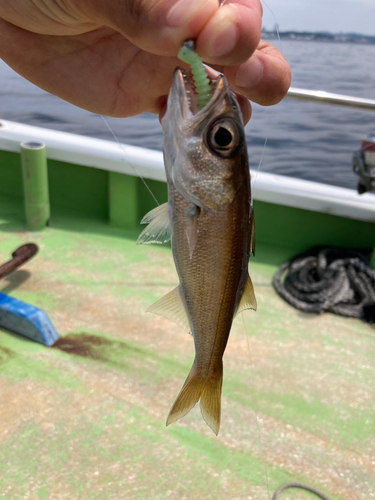 ムツの釣果