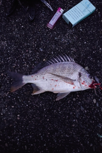 キビレの釣果