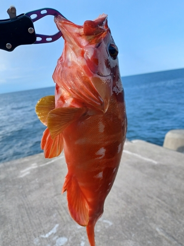 アカハタの釣果