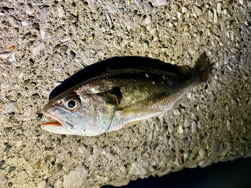 イシモチの釣果