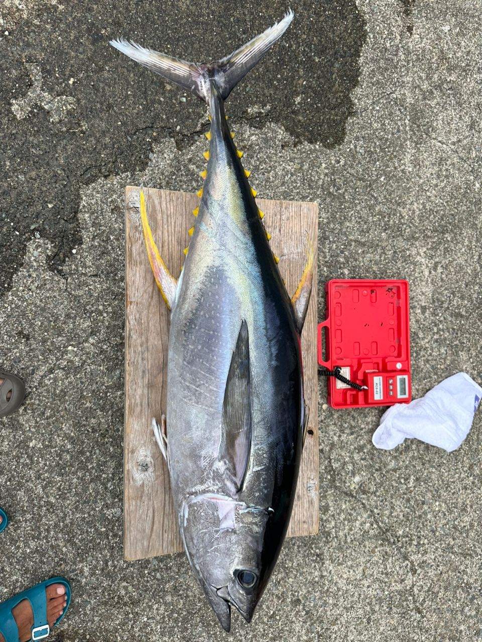 釣りキッチさんの釣果 3枚目の画像