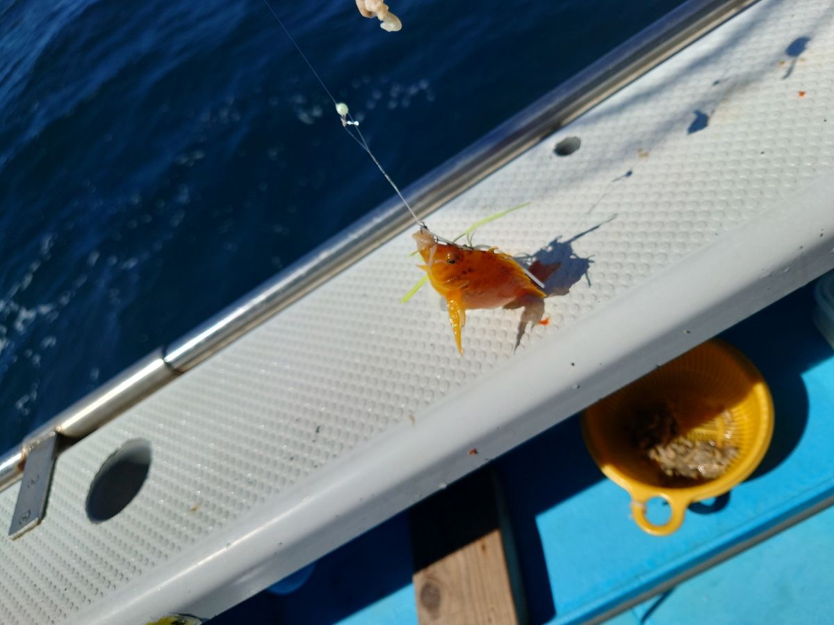 はくさい🎣🐟さんの釣果 3枚目の画像