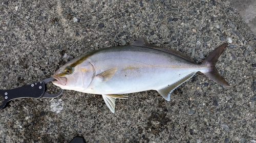 ショゴの釣果