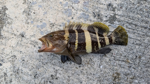 アオハタの釣果