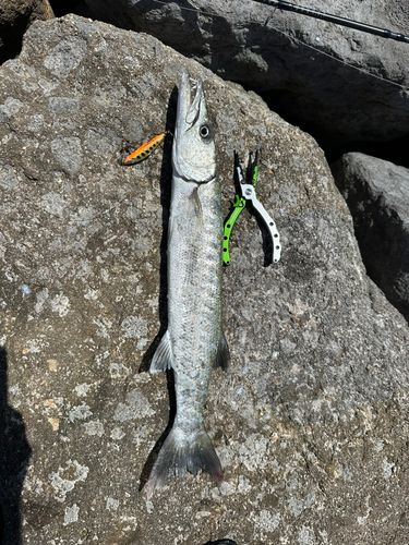 カマスの釣果