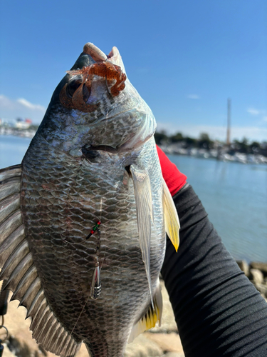 キビレの釣果