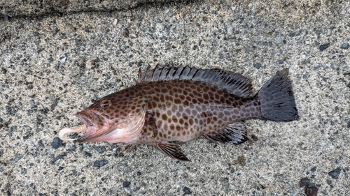 オオモンハタの釣果