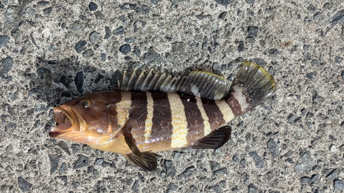 アオハタの釣果