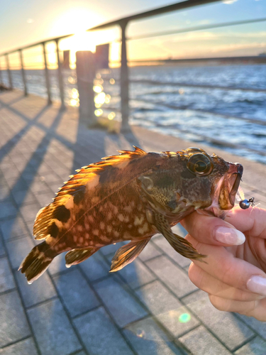 ガシラの釣果