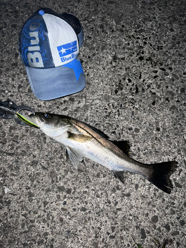 シーバスの釣果