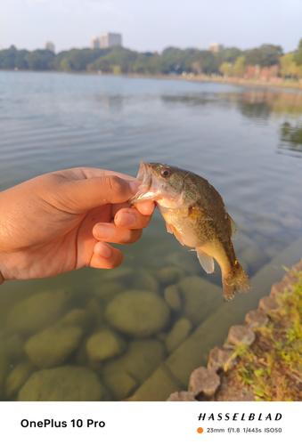 スズメダイの釣果