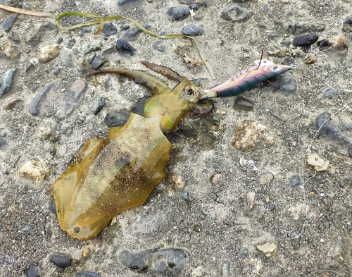 アオリイカの釣果