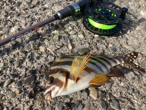 タカノハダイの釣果