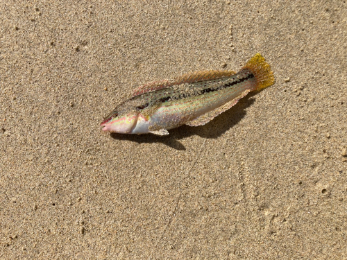 キュウセンの釣果