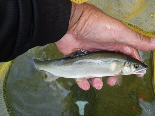 アユの釣果