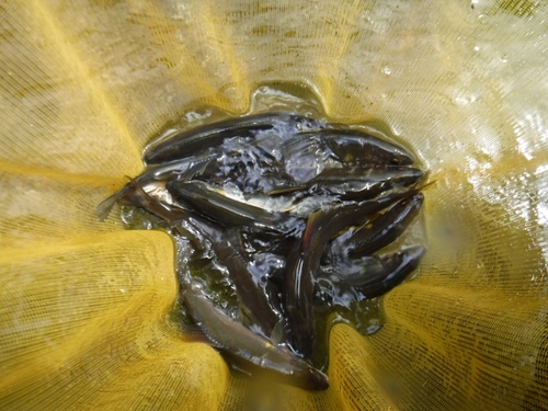 アユの釣果