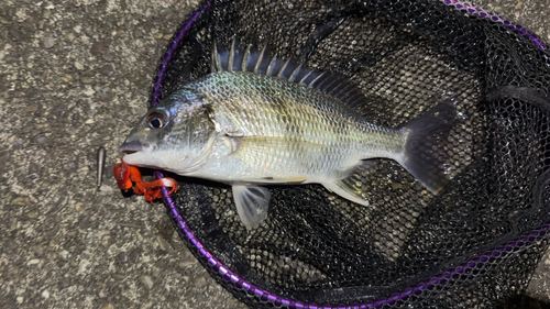 キビレの釣果