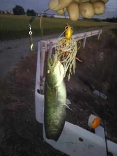 ナマズの釣果