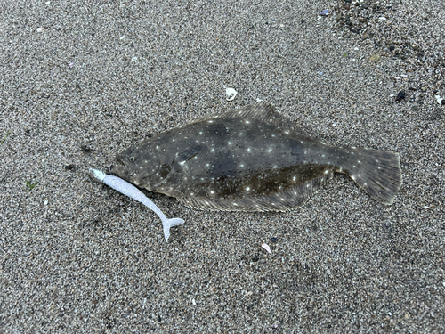 マゴチの釣果