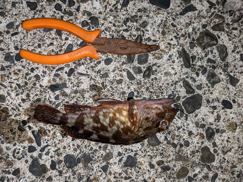 カサゴの釣果