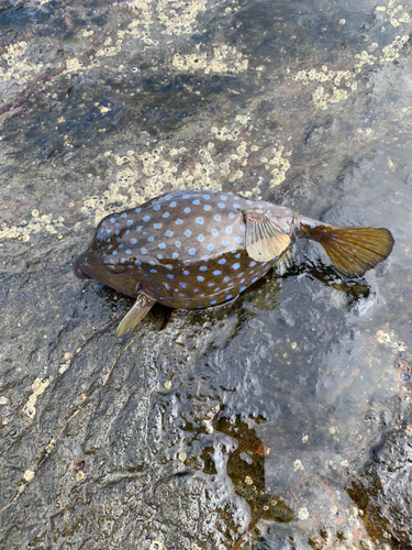 ハコフグの釣果