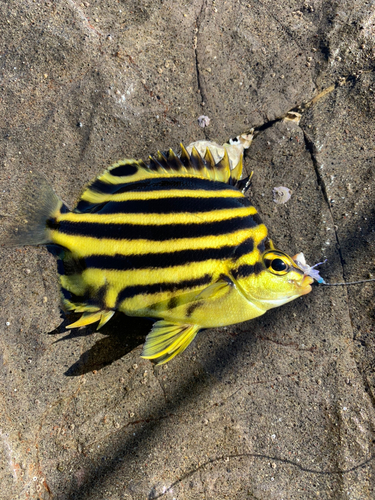 カゴカキダイの釣果