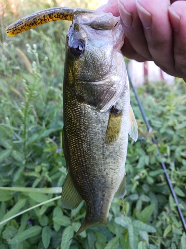 ラージマウスバスの釣果