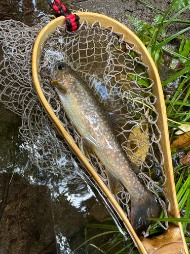 イワナの釣果