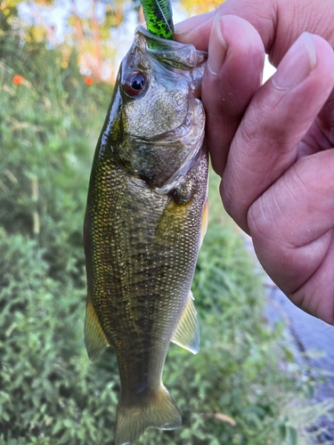 ラージマウスバスの釣果