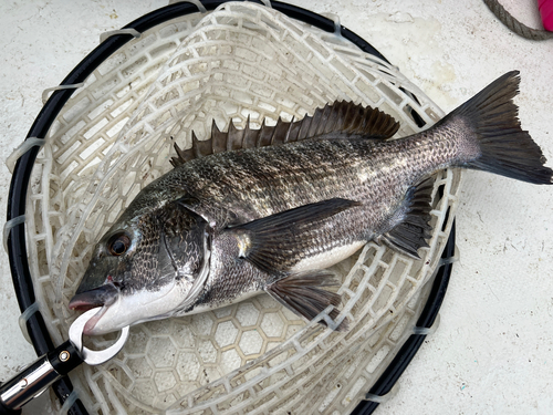 チヌの釣果