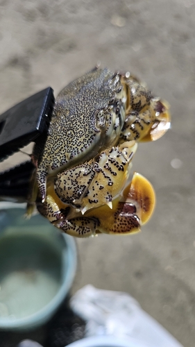 カニの釣果