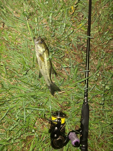 ラージマウスバスの釣果