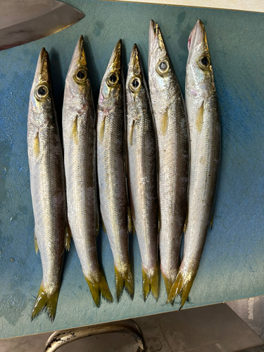 カマスの釣果