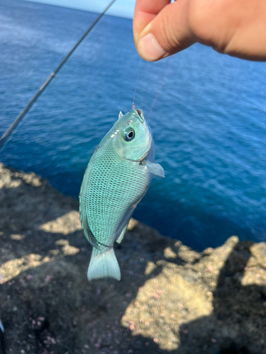 グレの釣果