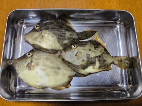 カワハギの釣果