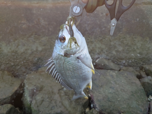 キビレの釣果