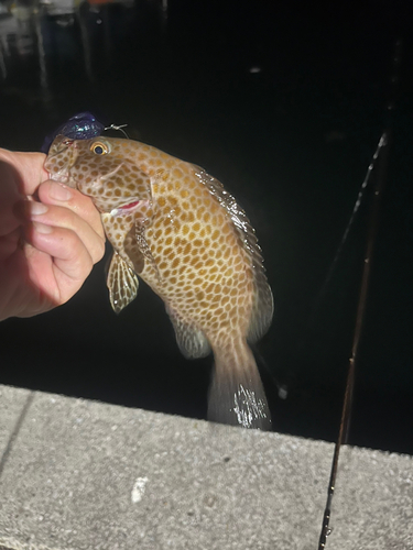 オオモンハタの釣果