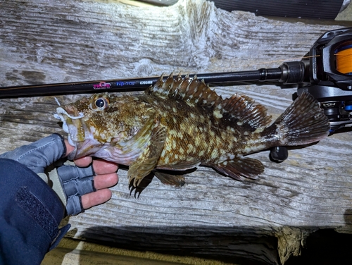 カサゴの釣果