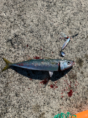 サバの釣果