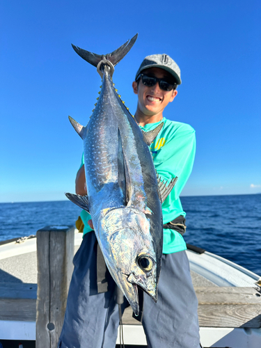 コシナガマグロの釣果