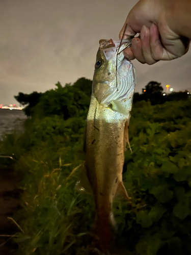 セイゴ（マルスズキ）の釣果